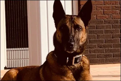 Quelle est cette race de chiens ?