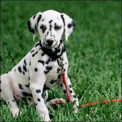 Quelle est cette race de chiens ?