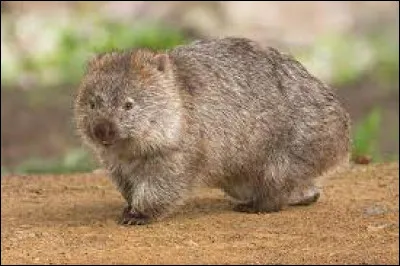 Petit animal présent dans les forêts montagneuses dAustralie, où ils creusent de vastes terriers.