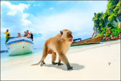 À quel pays appartient l'île de Koh Samui ?