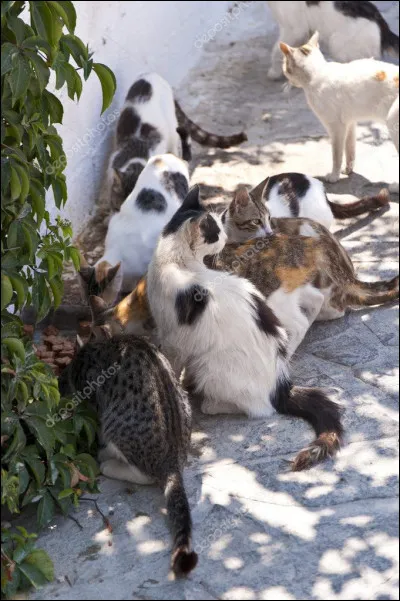 Dans ta bande damis, tu es plutôt :