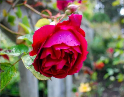 Complétez le titre du film de Bernard Borderie de 1963, "À toi de faire..." ?