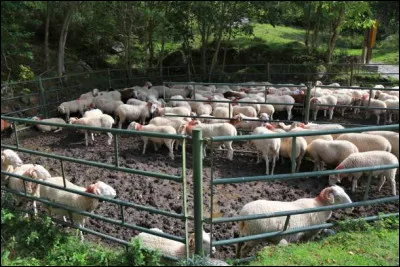Le court-métrage de Rosette et Éric Rohmer, de 1998, c'est : "Les amis de..."