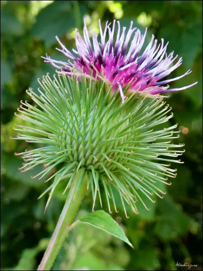 Quelles sont les vertus de la bardane ?