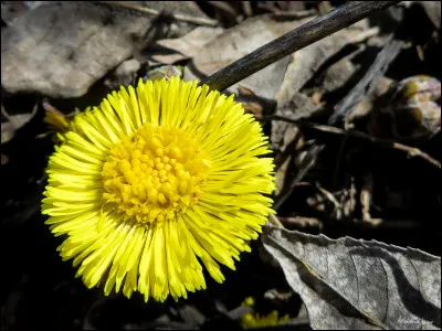 De quelle couleur est le tussilage ?