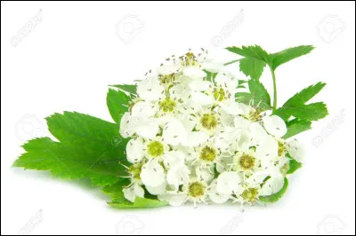 De quelle couleur est l'aubépine ?