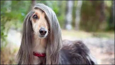 Quel est cet animal ?