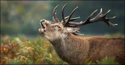 Et celui-ci quel est-il ?