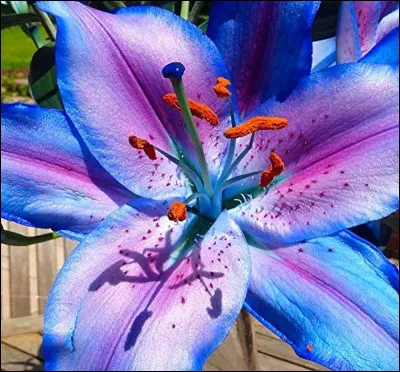 À quoi ressemble la fleur du Kiwi ?