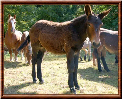 À quoi l'image vous fait-elle penser si je vous dis : "Fable de la Fontaine" ?