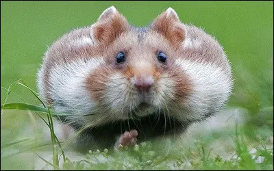Combien destomacs le hamster possède-t-il ?