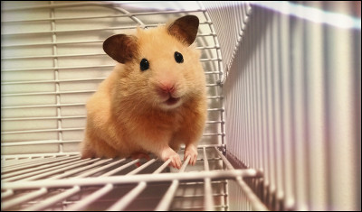 Combien mesure un hamster doré ?