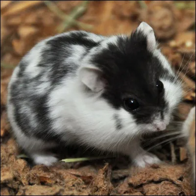 Quelle est la taille du hamster anglais ?