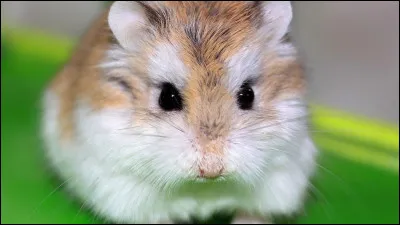 Quelle est cette race sur la photo ?