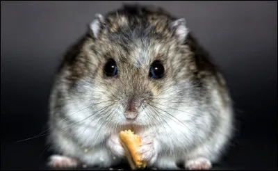 Depuis quand le hamster existe-t-il ?