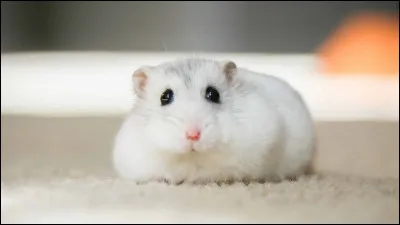 En tout, combien de races dhamsters existe-t-il ?