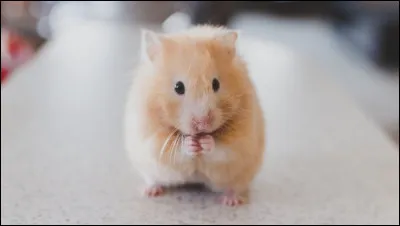 En moyenne combien de temps un hamster domestique peut-il vivre ?