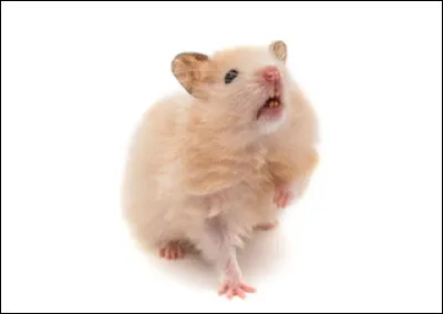 Combien de dents le hamster possède-t-il ?