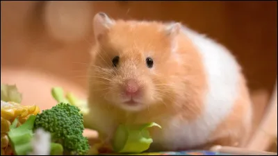 Que mange le hamster ?