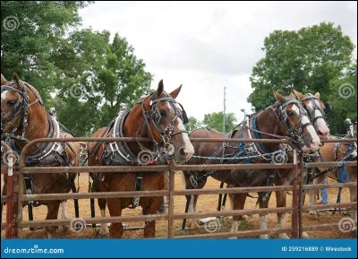 Quel mors ressemble à un "D-D" ?