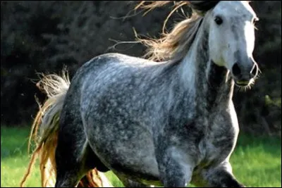 Comment fait-on pour partir au galop à main droite ?