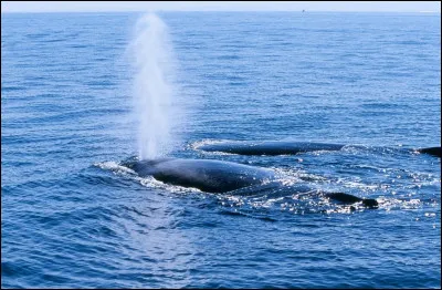 Quel est le nom des deux trous sur la tête de la baleine, par lesquels celle-ci expulse l'air ?