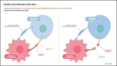 Qu'utilise-t-on dans le cadre de l'immunothérapie ?