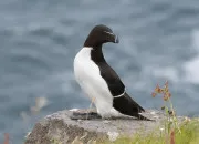 Quiz Quiz sur les pingouins