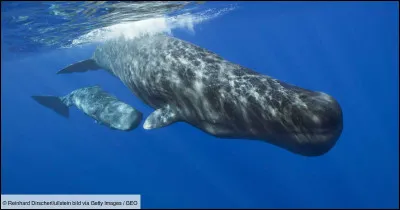 Vrai ou faux ? Les cachalots dorment debout :