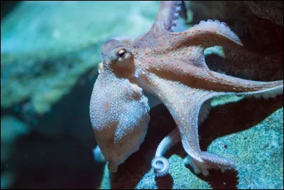 Vrai ou faux ? La pieuvre a 9 curs :