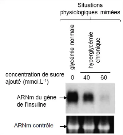 Analyse de documents : Des chercheurs disposent de cellules β dîlots de Langerhans de pancréas de hamster quils peuvent cultiver en laboratoire dans différentes conditions. Ces cellules ont été cultivées avec du glucose auquel on ajoute, ou non, un sucre. Ce sucre, ajouté en différentes concentrations, permet de mimer, in vitro, une situation dhyperglycémie chronique (diabète de type 2).