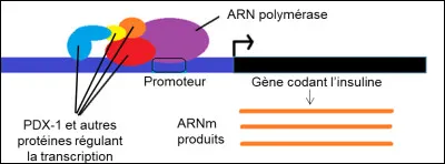 Doc 2 a. interaction entre la protéine PDX-1 et le gène codant linsuline
Dans le noyau des cellules, la transcription du gène codant linsuline nécessite la fixation de lARN polymérase sur lADN au niveau dune région appelée promoteur du gène. Différentes protéines peuvent se fixer sur ce promoteur et favoriser ou inhiber la fixation de lARN polymérase.