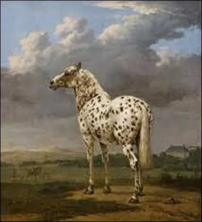 ''Le Cheval pie'' est une toile baroque réalisée entre 1650 et 1654. Quel artiste a immortalisé dans ce tableau cet animal ?
