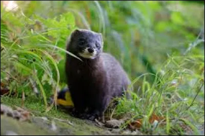 Quel est cet animal ?