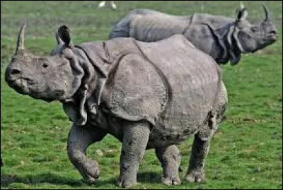 Quel est cet animal ?