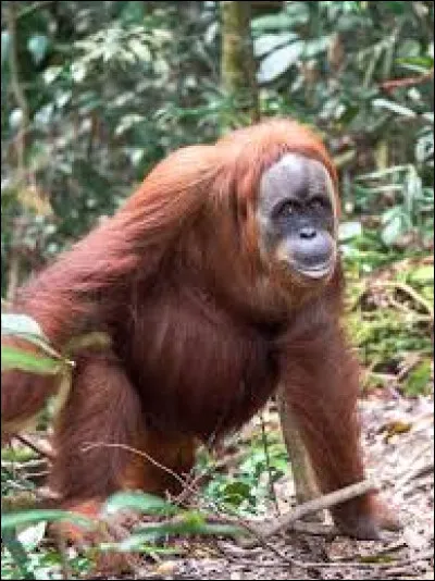 Quel est cet animal ?