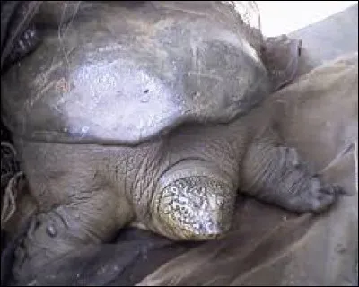 Quel est cet animal ?