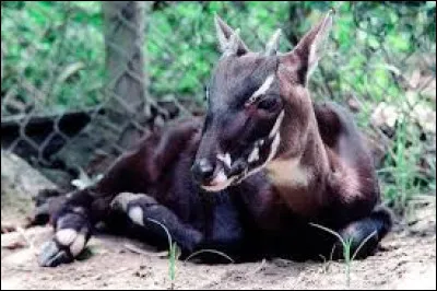 Quel est cet animal ?