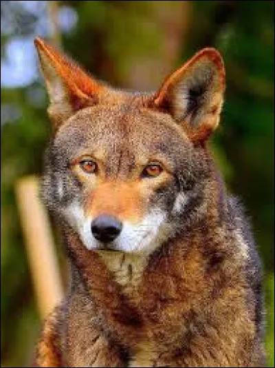 Quel est cet animal ?