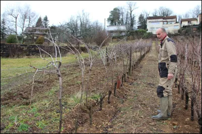 À combien le nombre de cépages est-il estimé au minimum dans le monde ?