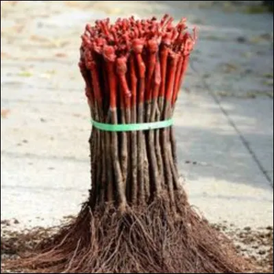 Quel est le cépage le plus planté en France ?