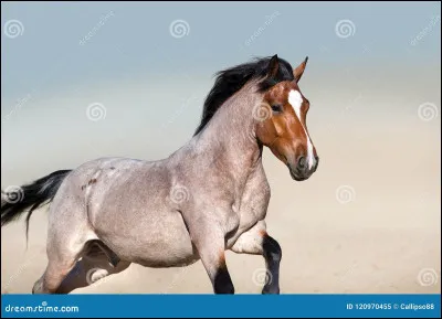 Quelle est la particularité d'Emilie ?