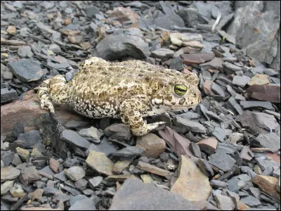 Et ce crapaud, est-ce un humain ?