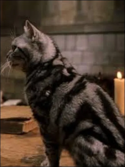 Pour finir, revenons sur les chats :