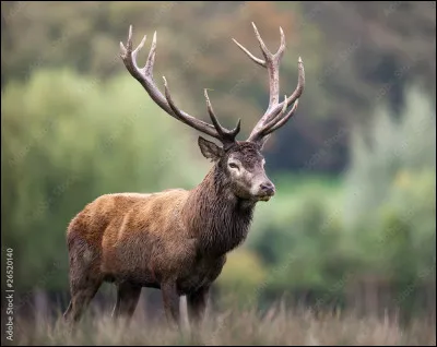 Cet animal est plus difficile à trouver.