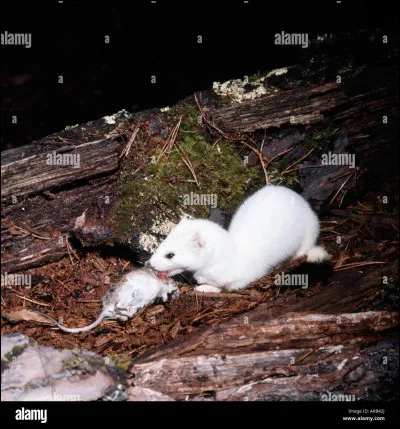 Est-ce un animal ou un humain (image non tirée du film) ?