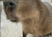 Quiz Connais-tu bien les capybaras ?