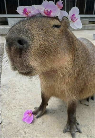 En moyenne quelle est la longévité dun capybara, en captivité ?