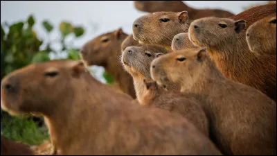 Les capybaras sont connus pour leur sociabilité. Mais comment appelle-t-on un ensemble de capybaras ?