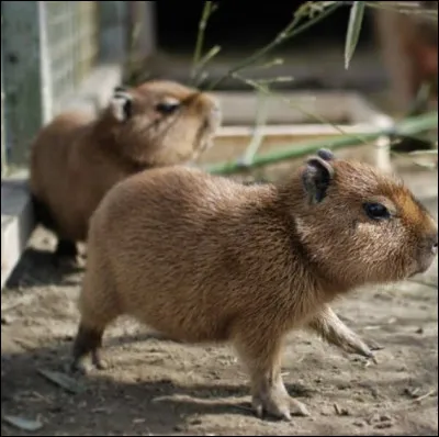 Combien dure la gestation et combien de petits en moyenne la femelle peut-elle en avoir ?